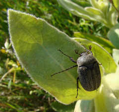 Phyllophaga lanceolata