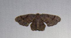 Calledapteryx dryopterata