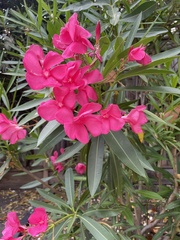 Nerium oleander