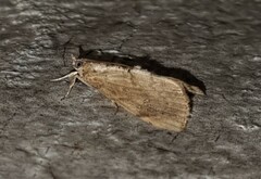 Crocidolomia suffusalis