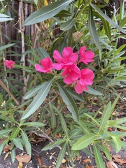 Nerium oleander