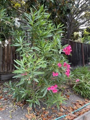 Nerium oleander
