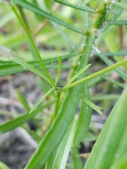 Eryngium baldwinii