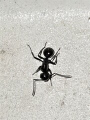 Polyrhachis australis