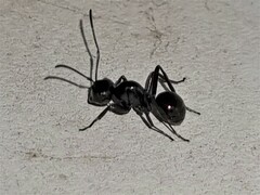 Polyrhachis australis