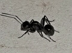 Polyrhachis australis