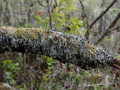 Hypogymnia duplicata