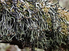 Hypogymnia duplicata