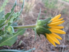 Wyethia arizonica