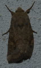 Amphipoea lucens