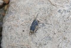 Paratettix cucullatus