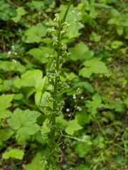 Platanthera stricta