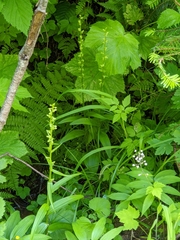 Platanthera stricta
