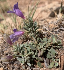 Penstemon thompsoniae