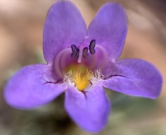 Penstemon thompsoniae