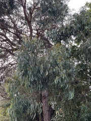 Eucalyptus agglomerata