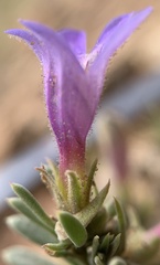 Penstemon thompsoniae