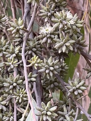 Eucalyptus agglomerata
