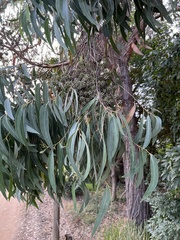 Eucalyptus agglomerata