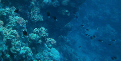 Pycnochromis dimidiatus