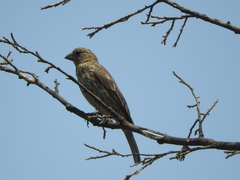 Haemorhous mexicanus