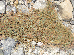 Euphorbia parishii