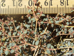 Euphorbia parishii