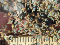 Euphorbia parishii