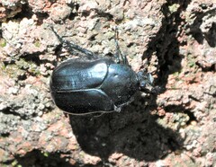 Cotinis antonii