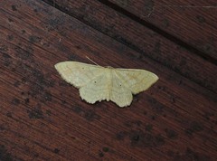Idaea rufaria