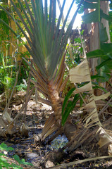 Ravenala madagascariensis