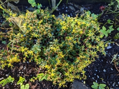 Sedum nokoense