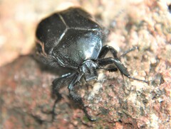 Cotinis antonii