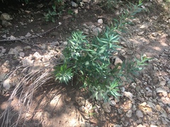 Amsonia illustris