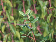 Crinodendron patagua