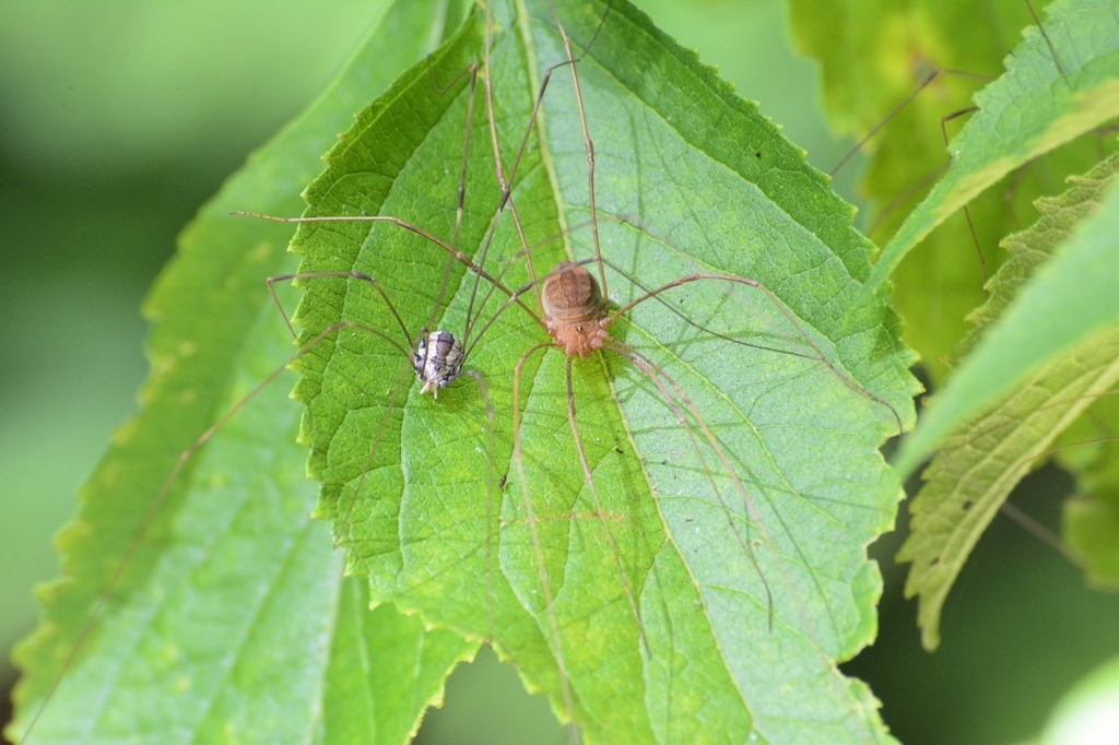 Hadrobunus nonsacculatus
