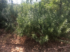 Amsonia illustris