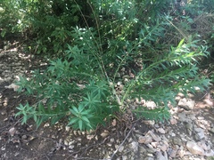 Amsonia illustris