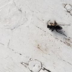 Auplopus carbonarius