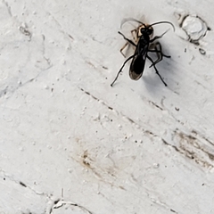 Auplopus carbonarius