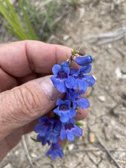 Penstemon virens