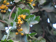 Tristerix corymbosus