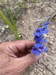 Penstemon virens