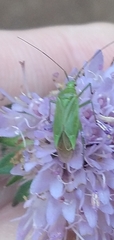 Calocoris