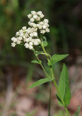 Parthenium auriculatum