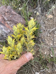 Castilleja flava