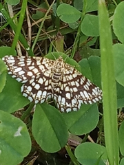 Chiasmia clathrata