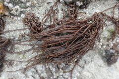 Melanosiphon intestinalis