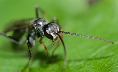Auplopus mellipes variitarsus