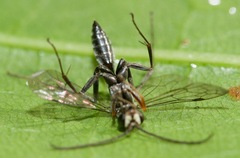Auplopus mellipes variitarsus
